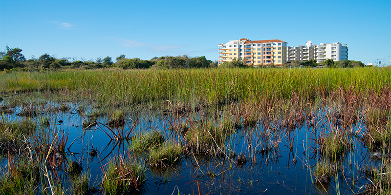 Wetlands in foreground and multistory residential buildings in background